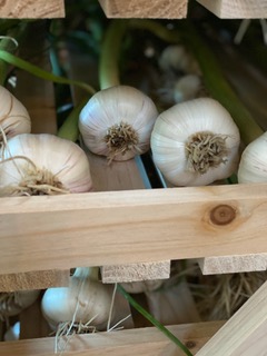 Garlic grow and medicinal